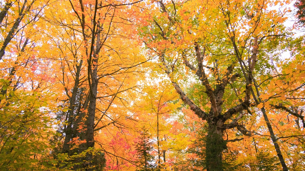 Summerlike weekend on tap in Twin Cities; fall returns early next week — WCCO / CBS Minnesota, New Hope Community news