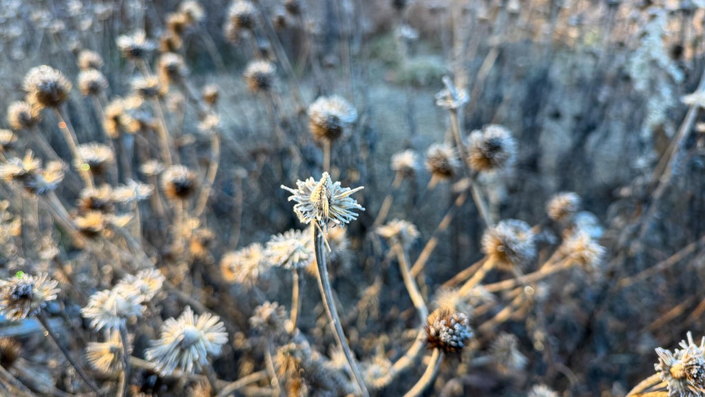 Breezy winds bring cool air to Minnesota, with first frost possible in the metro Friday night — WCCO / CBS Minnesota, New Hope Sports news