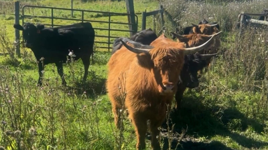 Minnesota farmer calls for thief to return nearly a dozen cows: "You're going to go to jail" — WCCO / CBS Minnesota, New Hope Community news