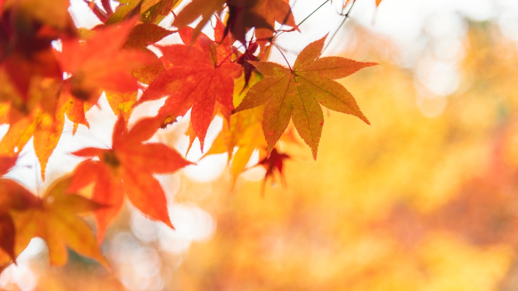 More sunny, mild late October weather in Minnesota Tuesday — WCCO / CBS Minnesota, New Hope Business news