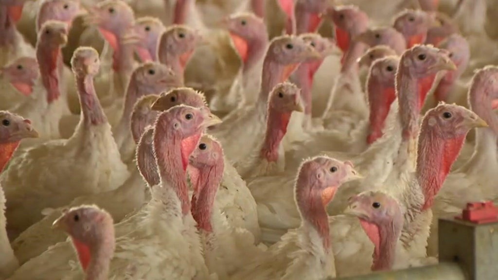 Bird flu confirmed in Barron County, Wisconsin, commercial poultry flock — WCCO / CBS Minnesota, New Hope Real Estate news