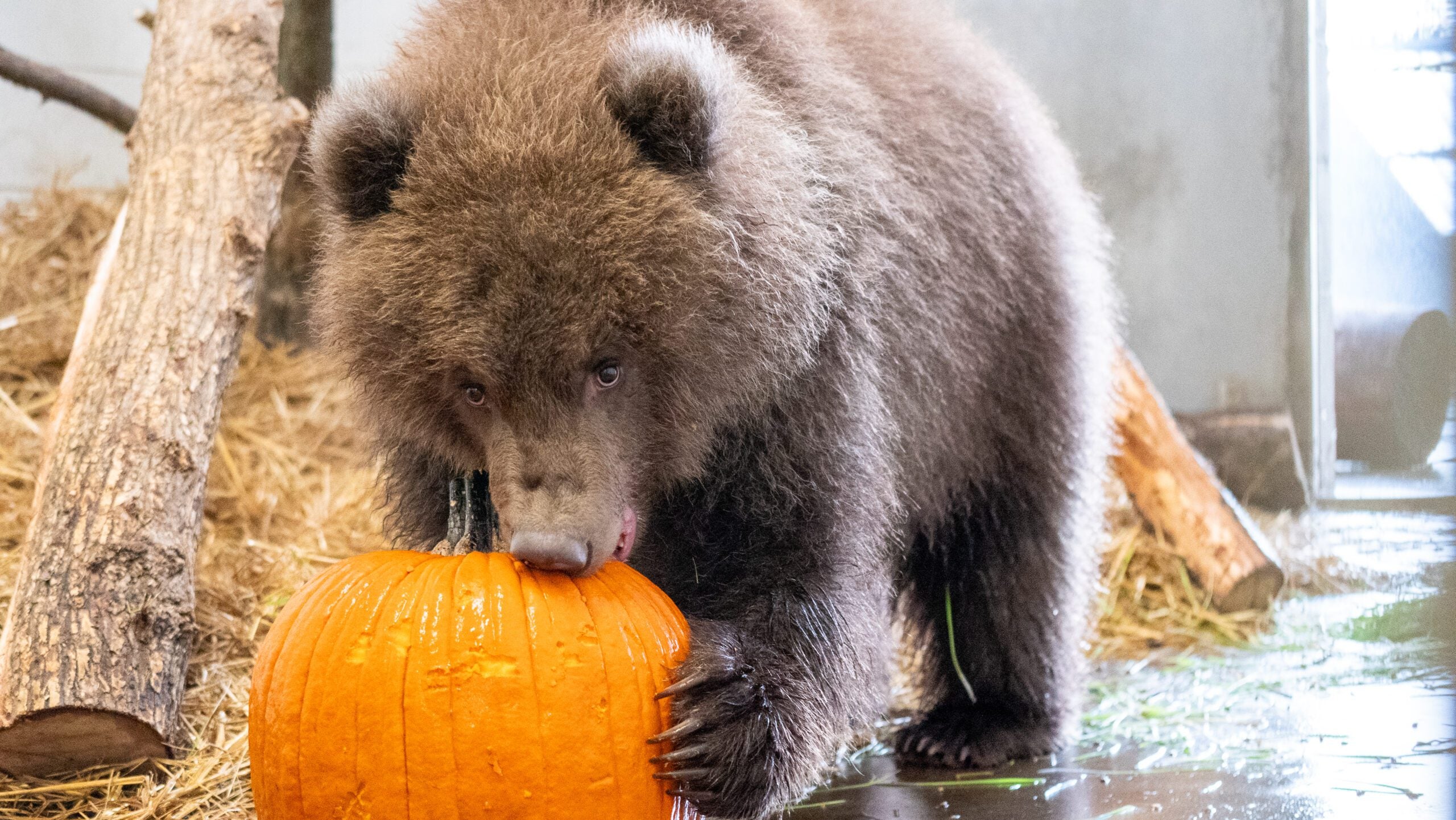Minnesota Zoo welcomes 3 orphaned brown bear cubs rescued from Alaska — New Hope Health news