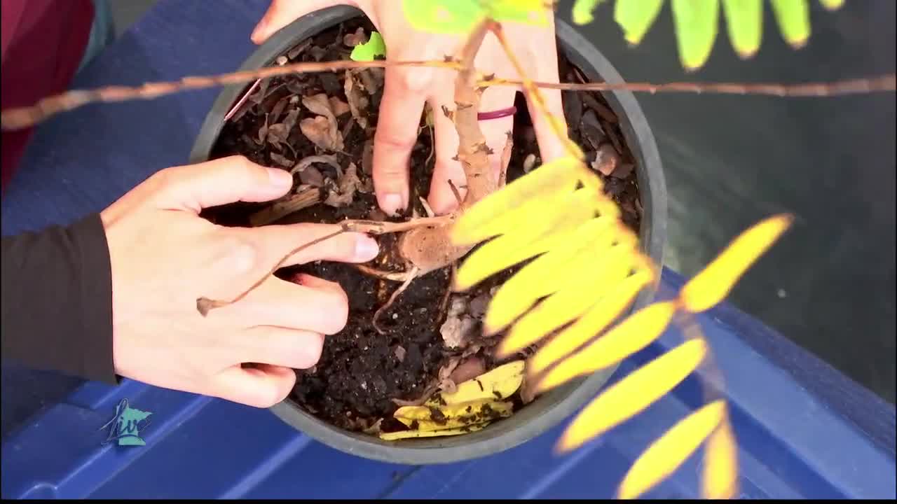 Tips for Planting Trees — KSTP 5, New Hope Community news