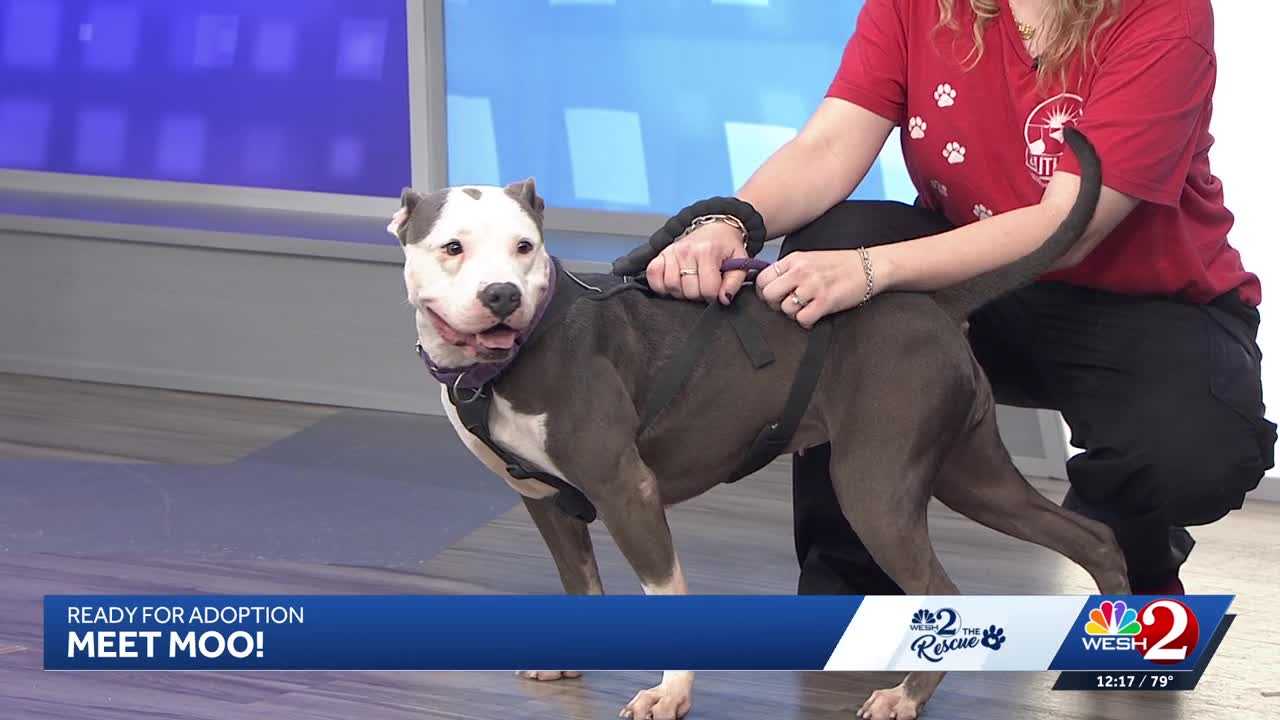 Moo at Southeast Volusia Humane Society is looking for a home — WESH 2 Orlando, New Hope Community news