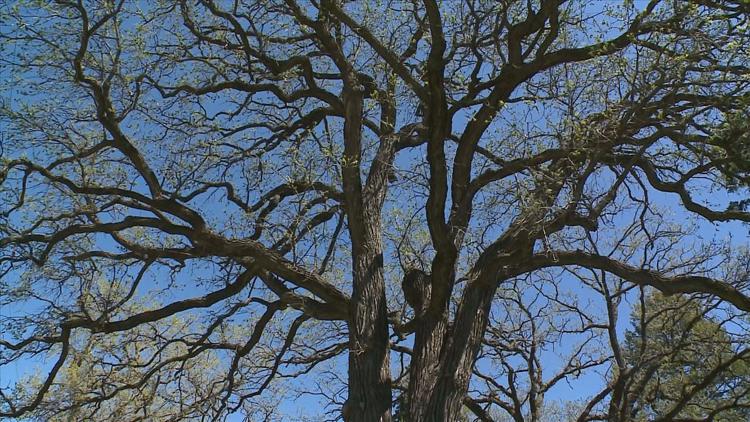 How to keep your oak trees healthy — KARE 11 Local, New Hope Health news