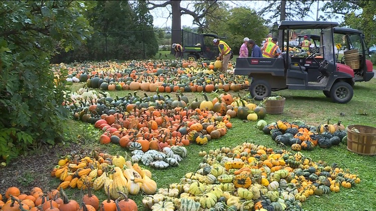 Pumpkin 101: Best to cook, carve & display — KARE 11 Local, New Hope Community news