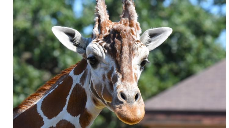 Como Zoo mourns loss of beloved giraffe, 'Skeeter' — New Hope Community news