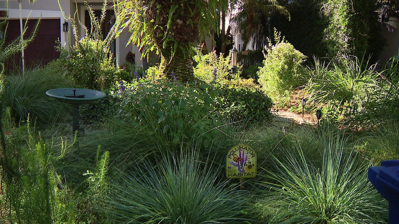 Florida city offers homeowners up to $3,000 to ditch thirsty grass — a move that slashes their water bills — FOX 9, New Hope Community news