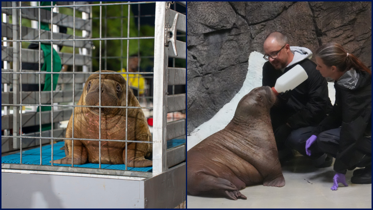 Orphaned baby walrus in Alaska flown 4,800 miles to new home in Florida — FOX 9, New Hope Community news