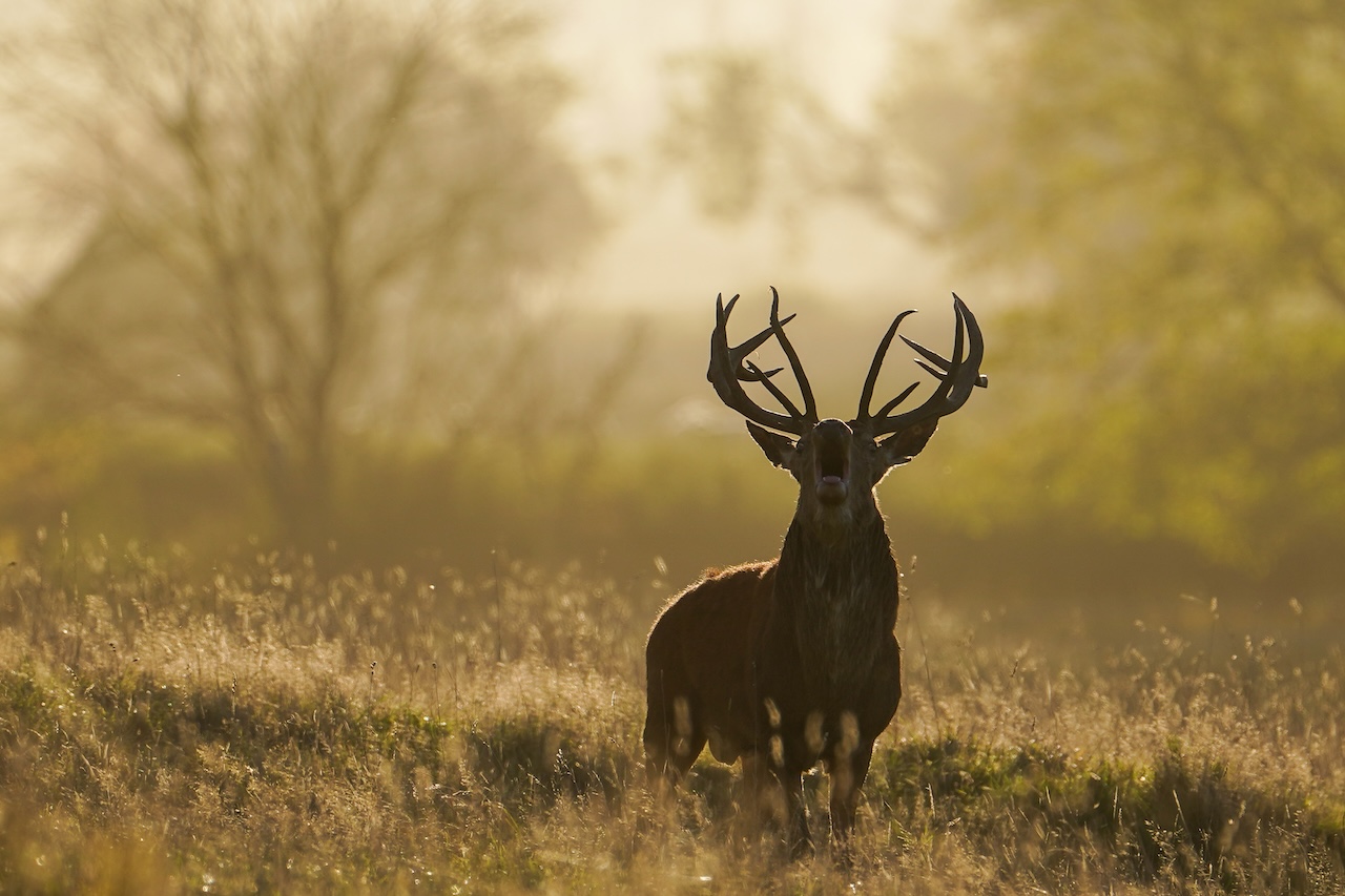 Deer-related crashes spike in the fall. Here's why. — FOX 9, New Hope Sports news