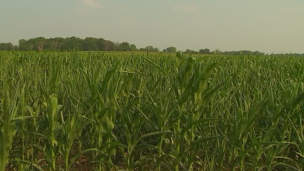 Minneapolis woman charged with swindling Minnesota farm grant — FOX 9, New Hope Community news