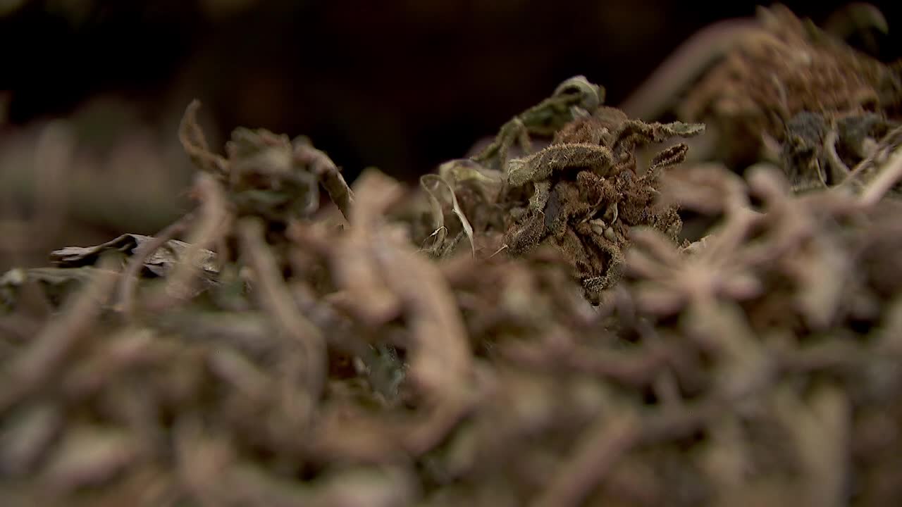Hemp THC deadline hits $200 million industry, leads to layoffs, but liquor stores may maintain — FOX 9, New Hope Business news