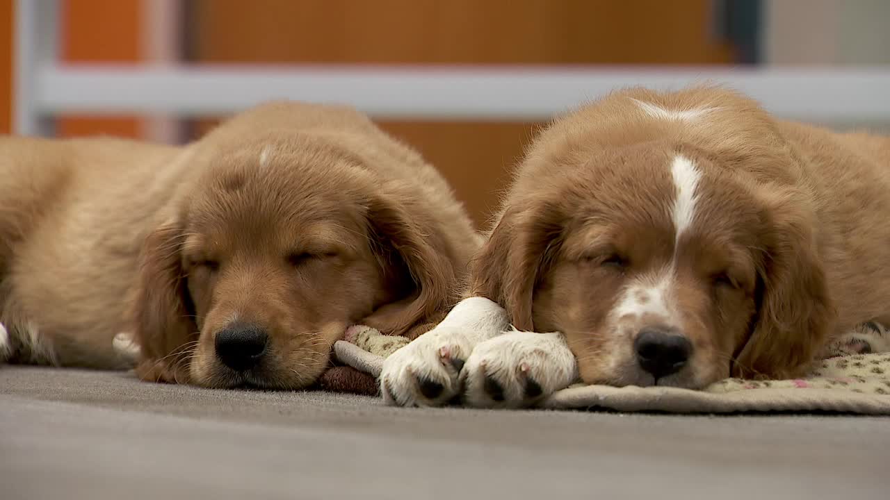 36 dogs rescued from unlicensed breeder in Cass County — New Hope Community news