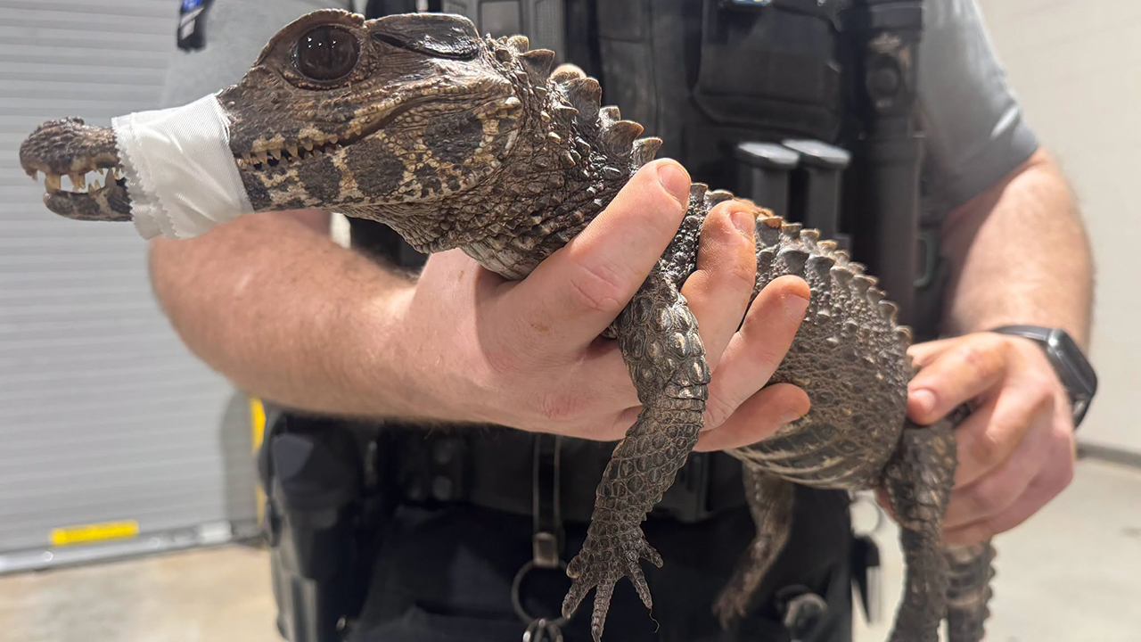 Watch: Deputies in Oklahoma capture escaped caiman after months on the loose — FOX 9, New Hope Community news