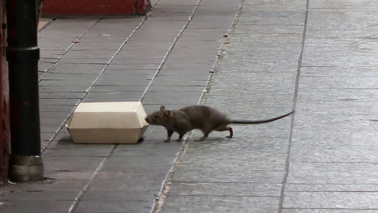 Rats and mice are the worst in these U.S. cities, new ranking finds — FOX 9